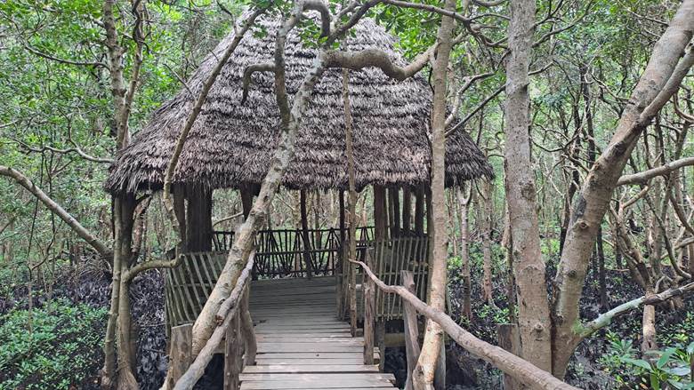 Šuma mangrova, Zanzibar